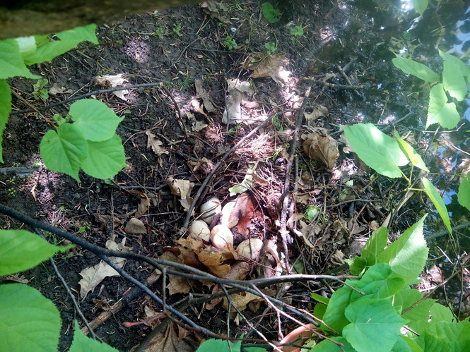 гнездо с брошенными утиными яйцами